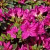 Japanische Azalee 'Purpurtraum' Rhododendron obtusum 'Purpurtraum'