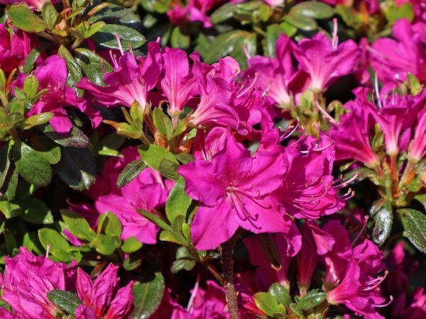 Japanische Azalee 'Purpurtraum' Rhododendron obtusum 'Purpurtraum'