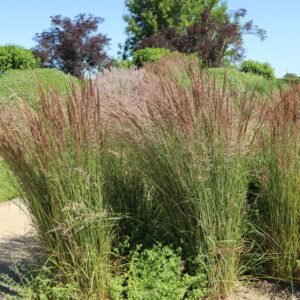 Kleines Pfeifengras 'Moorhexe' Molinia caerulea 'Moorhexe'