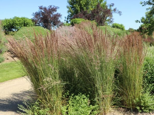 Kleines Pfeifengras 'Moorhexe' Molinia caerulea 'Moorhexe'