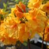 Laubabwerfende Azalee 'Goldpracht' Rhododendron luteum 'Goldpracht'
