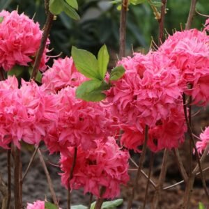 Laubabwerfende Azalee 'Homebush' Rhododendron luteum 'Homebush'