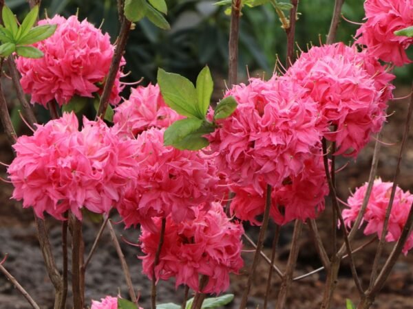 Laubabwerfende Azalee 'Homebush' Rhododendron luteum 'Homebush'