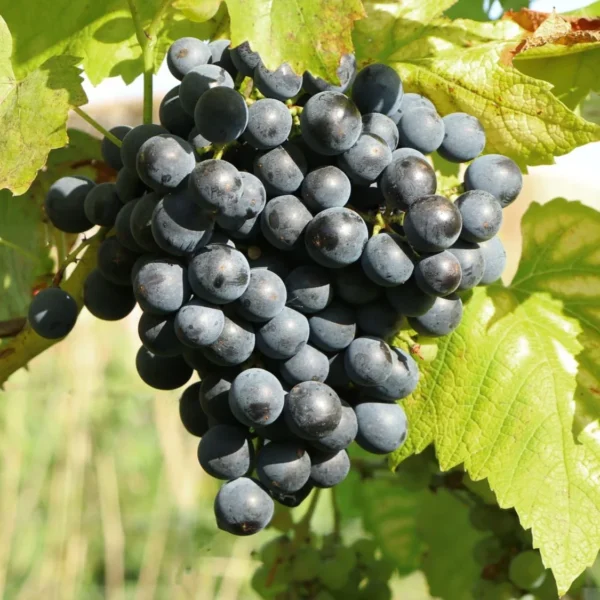 muscat bleu1 1
