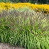 pennisetum lemon squeeze apj22 3