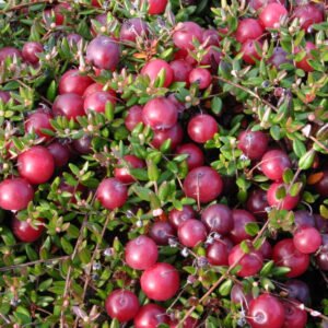 pol pl Zurawina wielkoowocowa Ben Lear duze owoce P9 176558 3 (1)