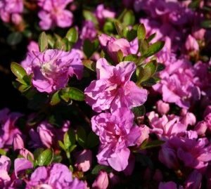 rhododendron japanese azalea thekla