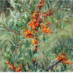 saltalankis dygliuotasis tatjana c3 1