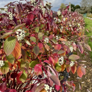 sedula baltoji sibirica c3