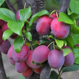 sliwa krolowa wiktoria 2 (1)