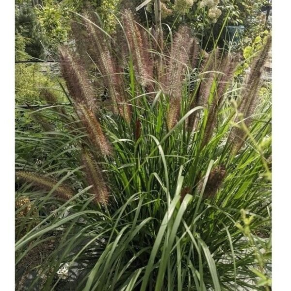 soruole pasiauseline pauls giant c2 1