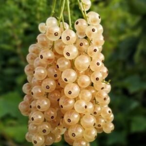 stiebinis baltasis serbentas blanca uogos2 tadoukis