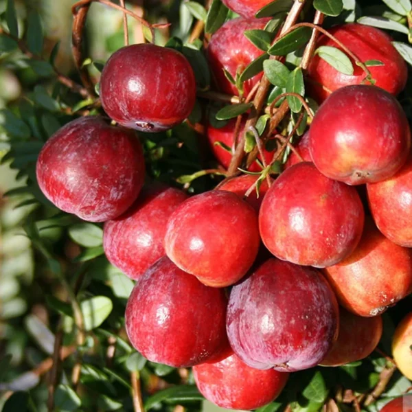 vaccinium macrocarpon early black 1