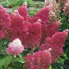 0002252 2 hydrangea paniculata Flori obt aout18
