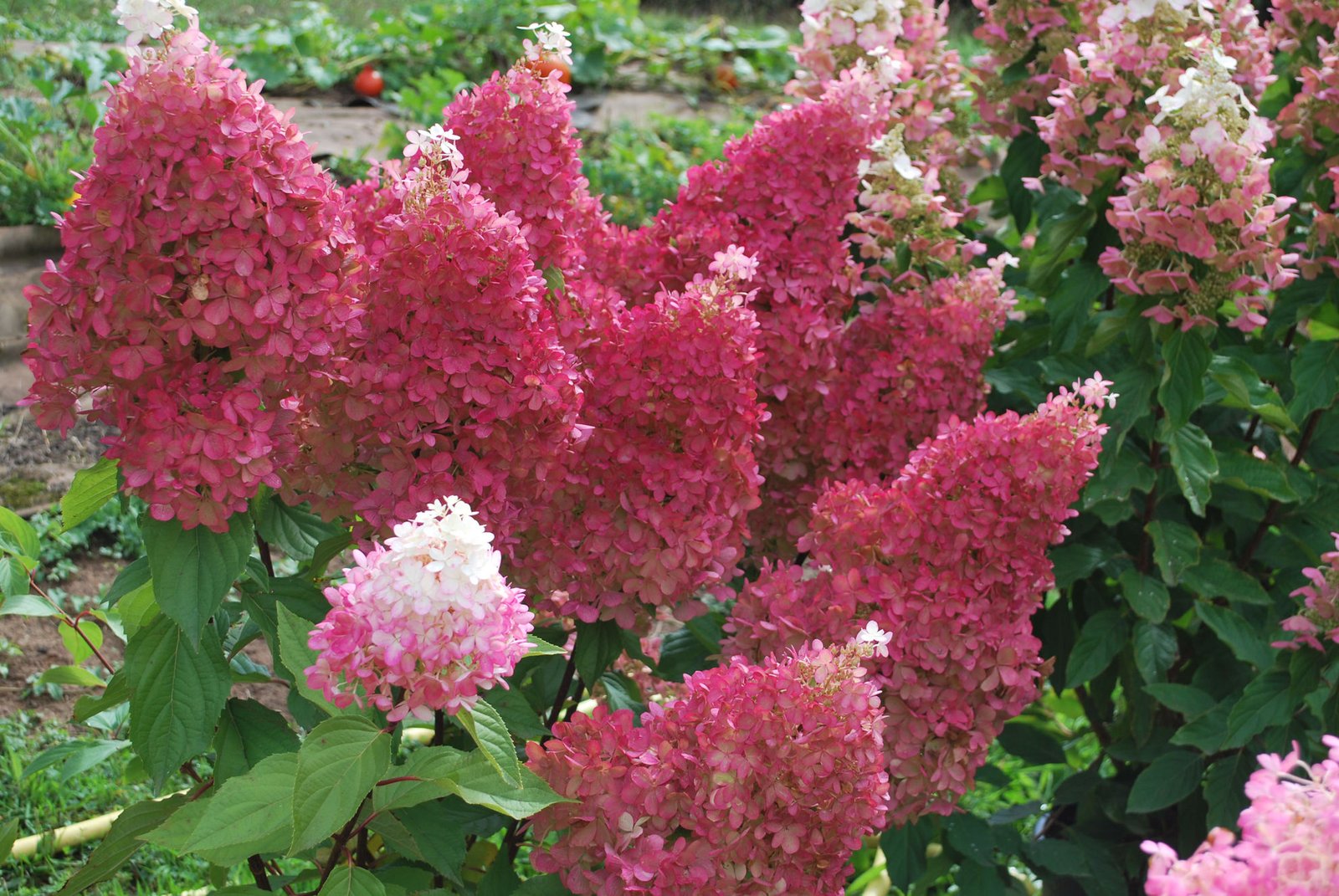 0002252 2 hydrangea paniculata Flori obt aout18 0002252 2 hydrangea paniculata Flori obt aout18