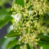 01 hedera helix arborescens web 02985136 origin img