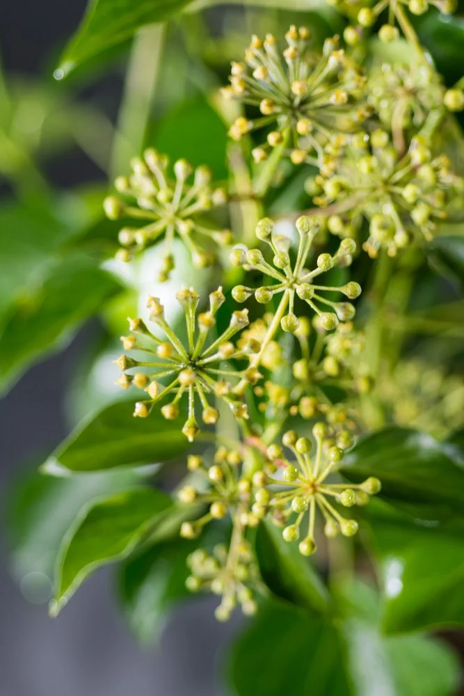 01 hedera helix arborescens web 02985136 origin img 01 hedera helix arborescens web 02985136 origin img