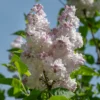 01 GardenersDream Syringa Beauty of Moscow