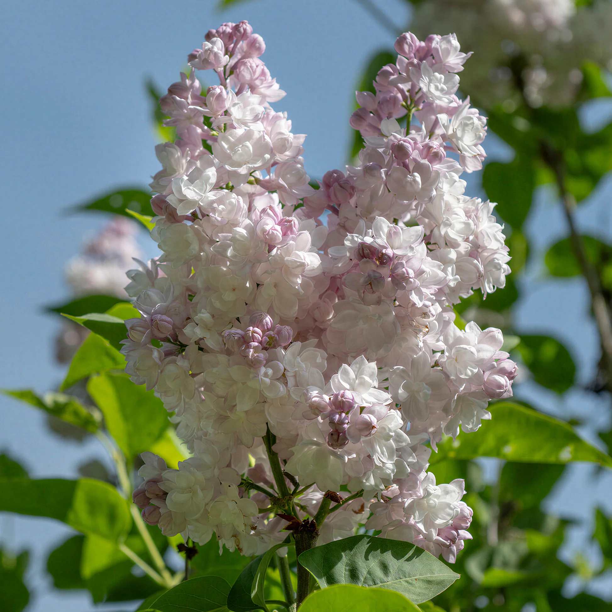 01 GardenersDream Syringa Beauty of Moscow 01 GardenersDream Syringa Beauty of Moscow
