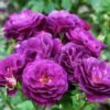 02014 purple eden 3