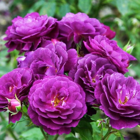 02014 purple eden 3 02014 purple eden 3