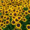 03 20Rudbeckia 20SmileyZ 20Tiger 94476952 f354 4fb2 be3e d865447caee4