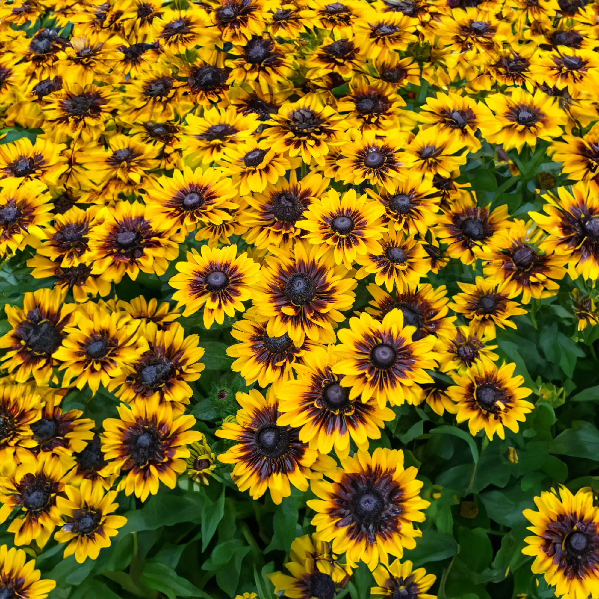 03 20Rudbeckia 20SmileyZ 20Tiger 94476952 f354 4fb2 be3e d865447caee4 03 20Rudbeckia 20SmileyZ 20Tiger 94476952 f354 4fb2 be3e d865447caee4