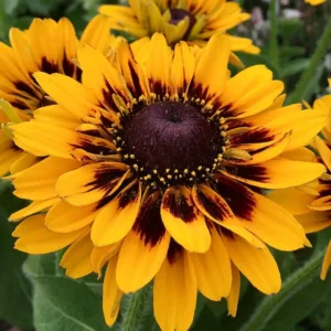 04 20Rudbeckia 20SmileyZ 20Tiger f1f619d6 4976 4e50 9595 125bd3d7b600