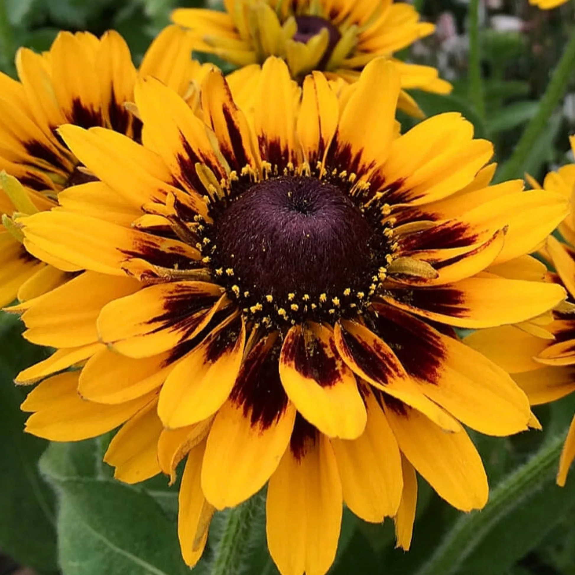 04 20Rudbeckia 20SmileyZ 20Tiger f1f619d6 4976 4e50 9595 125bd3d7b600 04 20Rudbeckia 20SmileyZ 20Tiger f1f619d6 4976 4e50 9595 125bd3d7b600