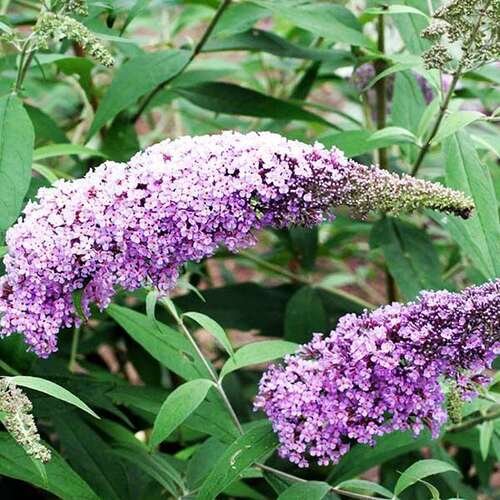 06419 buddleya gulliver gl 500 auto jpg 5 80 06419 buddleya gulliver gl 500 auto jpg 5 80