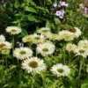 10225 echinacea white perf