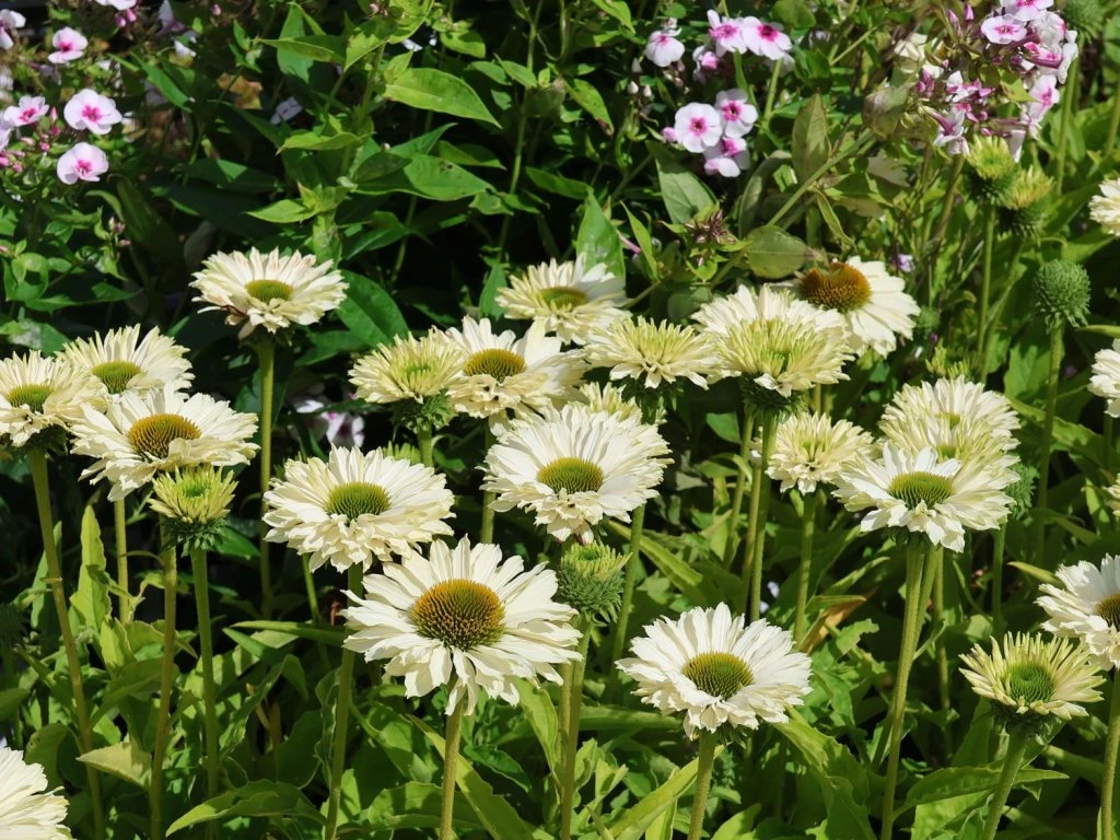 10225 echinacea white perf 10225 echinacea white perf
