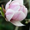 110402 017 Magnolia Purple Platter