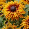 13701638 Rudbeckia Flamenco Bright Orange