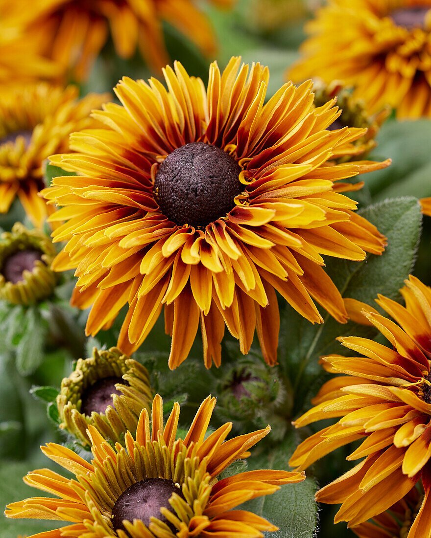 13701638 Rudbeckia Flamenco Bright Orange 13701638 Rudbeckia Flamenco Bright Orange