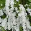 1506094401WFP 071 1 Spiraea cinerea grefsheim 700x700 1
