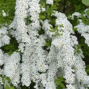 1506094401WFP 071 1 Spiraea cinerea grefsheim 700x700 1