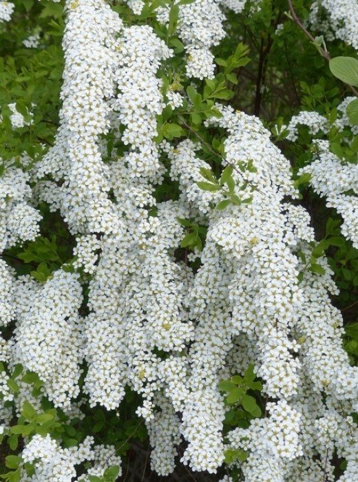 1506094401WFP 071 1 Spiraea cinerea grefsheim 700x700 1 1506094401WFP 071 1 Spiraea cinerea grefsheim 700x700 1