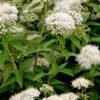 195 1000x1000 1