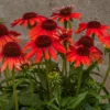 2004238 Echinacea 20Red 20Pearl 20 Scheinsonnenhut 2
