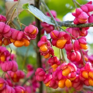 2048x1365 Euonymus alatus GettyImages 1188894771 6595315