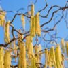 2048x1365 Hazel tree SEO GettyImages 130872133 4a54381