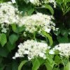 2048x1365 Hydrangea petiolaris SEO GettyImages 522017773 b7d1dba