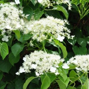 2048x1365 Hydrangea petiolaris SEO GettyImages 522017773 b7d1dba