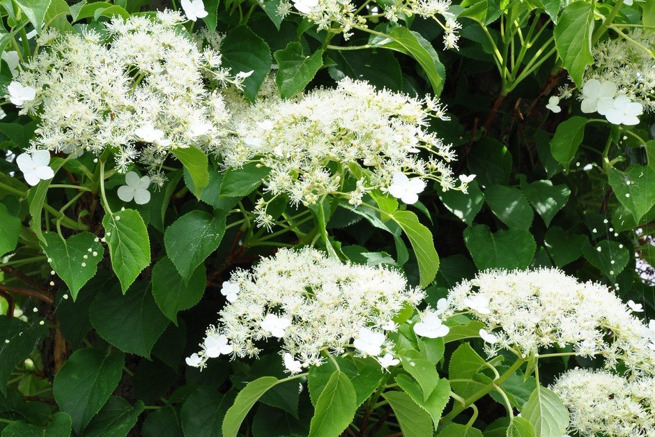 2048x1365 Hydrangea petiolaris SEO GettyImages 522017773 b7d1dba 2048x1365 Hydrangea petiolaris SEO GettyImages 522017773 b7d1dba