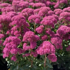 24001A Sedum Carl B 1024x1024 1