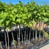 280800293 972833816918799 5982108014460962127 n 1