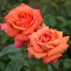 2e78d23f9afa5d6aa79988f7f5cb76c3
