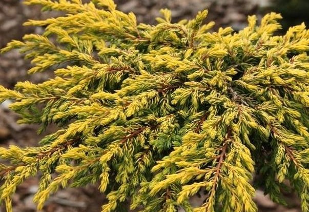 33. Paprastasis kadagys „Goldschatz 33. Paprastasis kadagys „Goldschatz