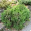 4204218898 w640 h640 sosna gustokvitkova pendula